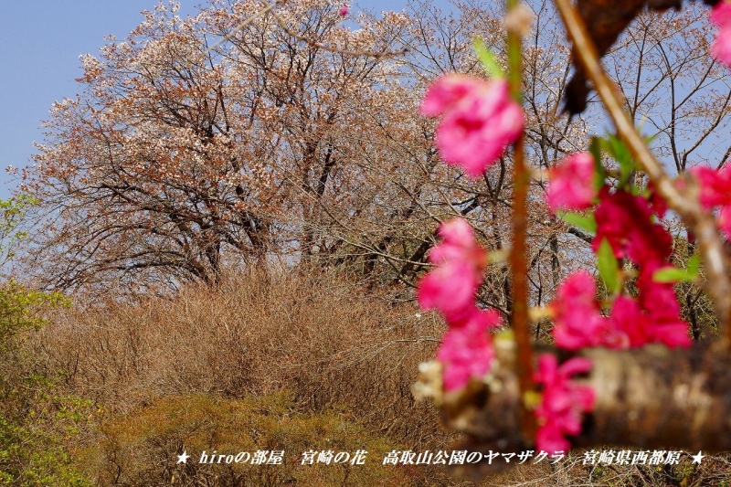 hiroの部屋　宮崎の花　高取山公園のヤマザクラ　宮崎県西都原古墳群