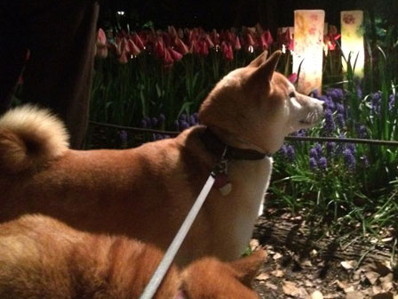 柴犬ななともものあはは、うふふ...ブログ お花見の後のお花見♪