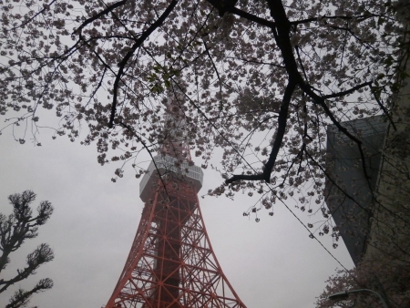 2016東京タワーと桜２