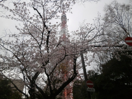 2016東京タワーと桜１