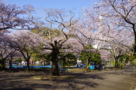 徳島城の桜１