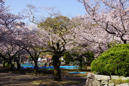 徳島城の桜２