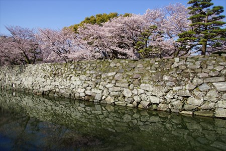 徳島城の桜３