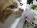 ネコも喜ぶ桜かな