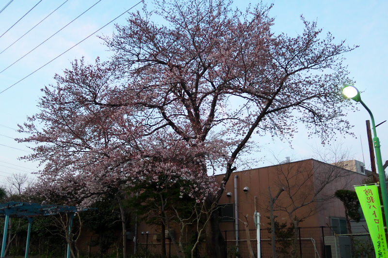 通勤路の大桜