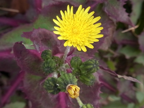 R0017986ノゲシ黄色い花葉が紫_500
