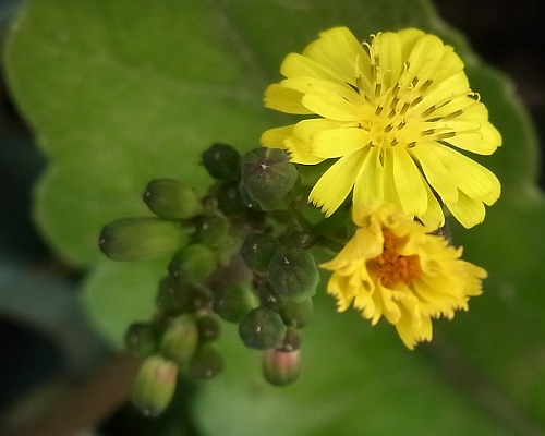 R0017996オニタビラコ黄色い小さい花Zoom_500