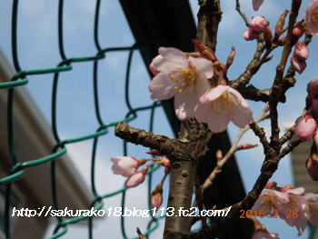 2016年3月28日桜
