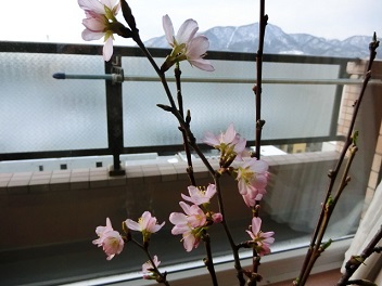 桃桜咲く