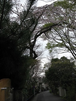 静岡の春１