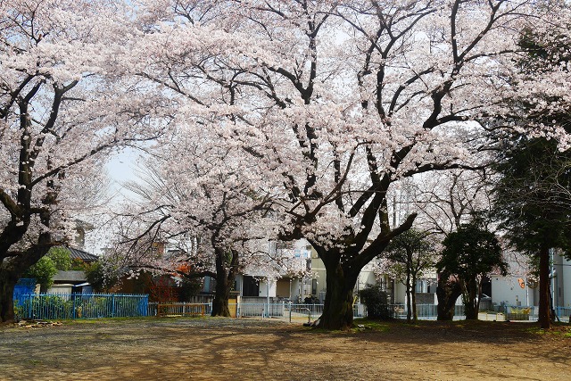 2016-03-31 川越の桜 069
