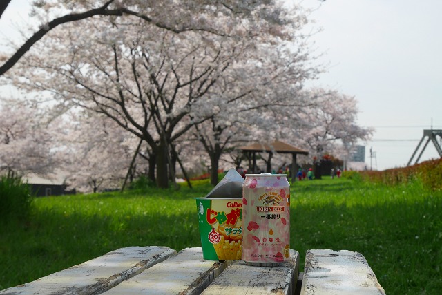 2016-04-06 川越 桜 179