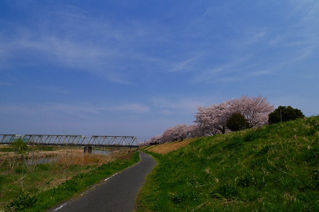 2016-04-06 川越 桜 140