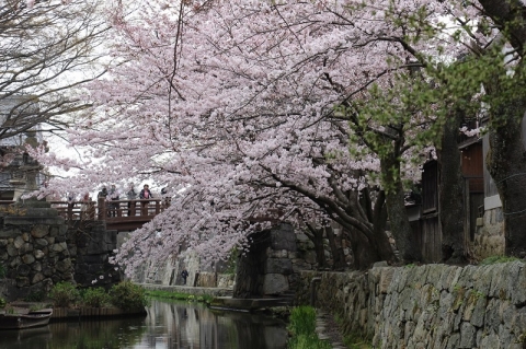 八幡堀の桜１