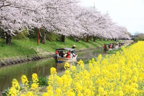 水郷と桜