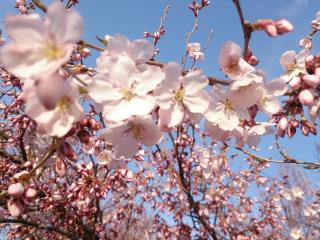 遊ん場ドキどきの森の桜