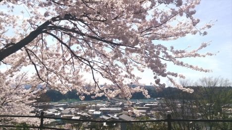 桜満開夕焼け公園から山側環状