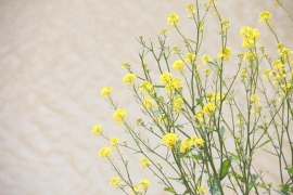 土手の黄色い花０２