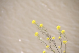 土手の黄色い花０３
