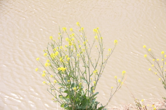土手の黄色い花０４