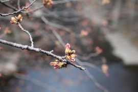 まだツボミの目黒川沿いの桜０２