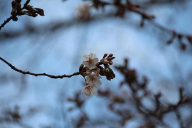まだツボミの目黒川沿いの桜０５