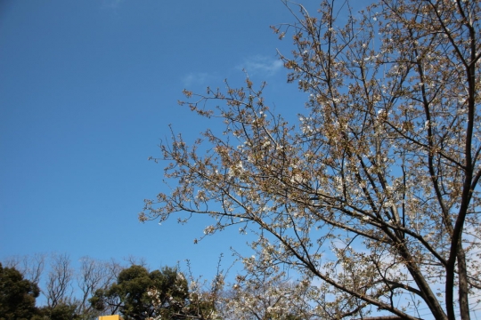 少し咲いた飛鳥山公園の桜０２