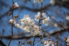 少し咲いた飛鳥山公園の桜０３
