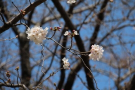 少し咲いた飛鳥山公園の桜０４