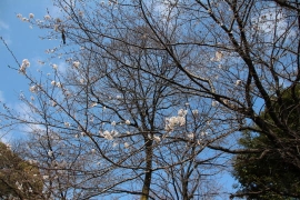少し咲いた飛鳥山公園の桜０５