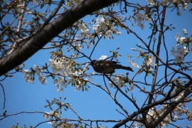 少し咲いた飛鳥山公園の桜０６