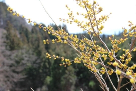 山で見かけた黄色い花０２