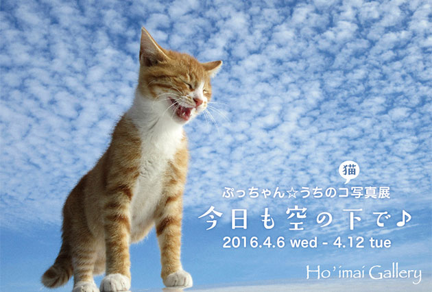 ぷっちゃん☆うちのコ-猫-写真展「今日も空の下で」DM