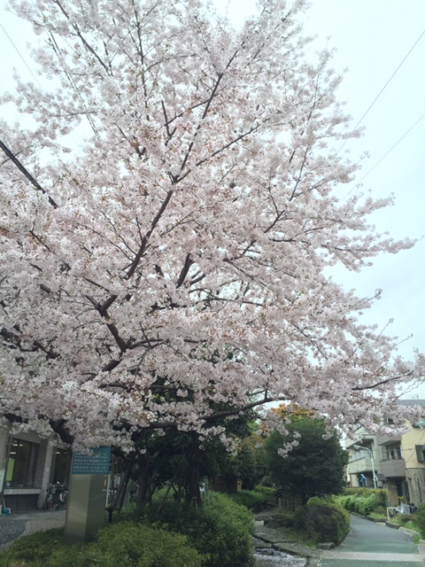 緑道の桜