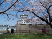 新発田城の桜ー１2