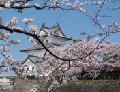 新発田城の桜ー１１1