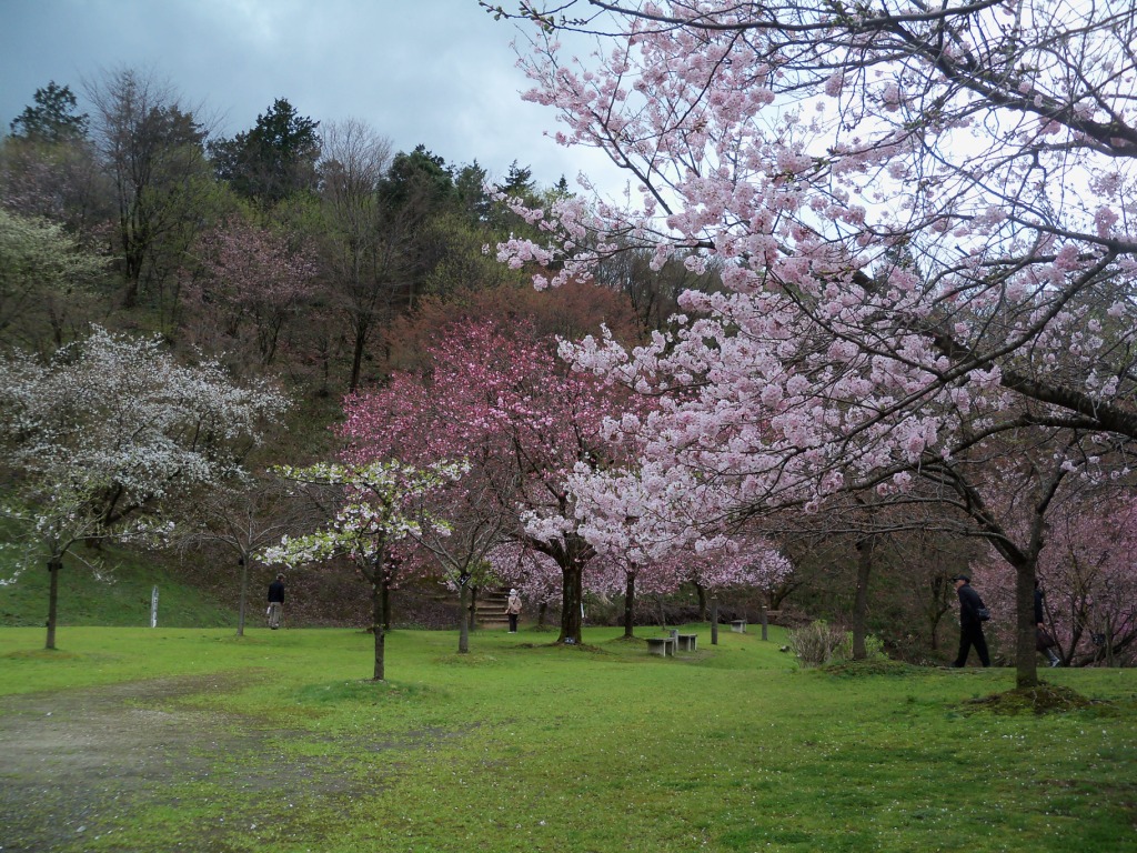 桜公園-1