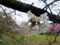 三波川の冬桜（小葉桜）b