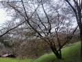 三波川の冬桜（小葉桜）aa