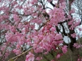 しだれ桜-3