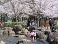 鳥屋野潟公園の桜-7
