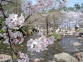 鳥屋野潟公園の桜-4