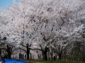 鳥屋野潟公園の桜