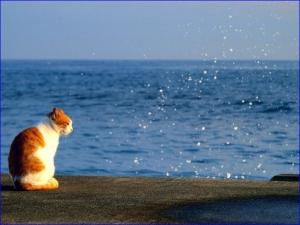 海を眺める猫