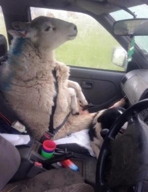 シートベルトで安全運転な羊