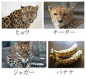 豹とチーターとジャガーとバナナの違い