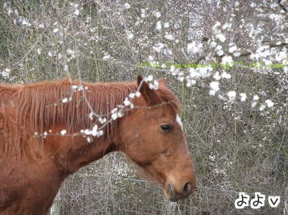 馬と春の花