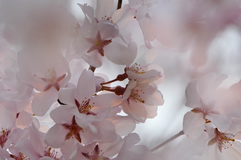 桜花 (800x533)