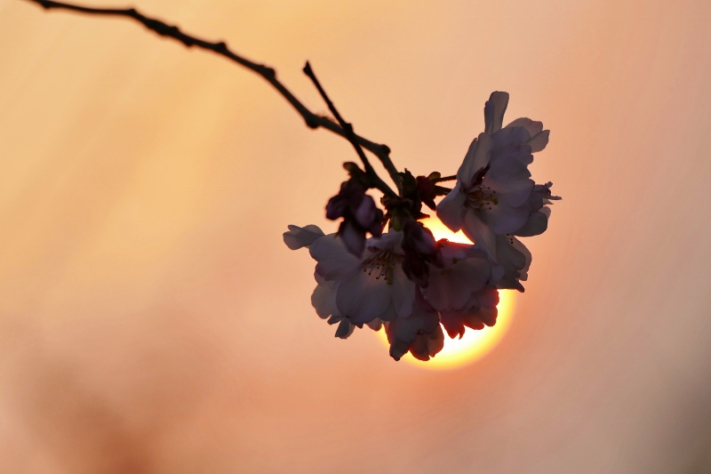 夕陽と桜 (800x533)