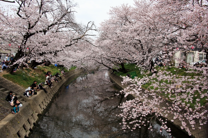 五条川の桜並木 (800x533)